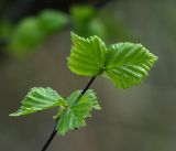 Betula pendula