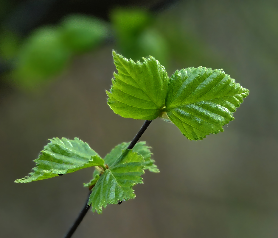 Изображение особи Betula pendula.