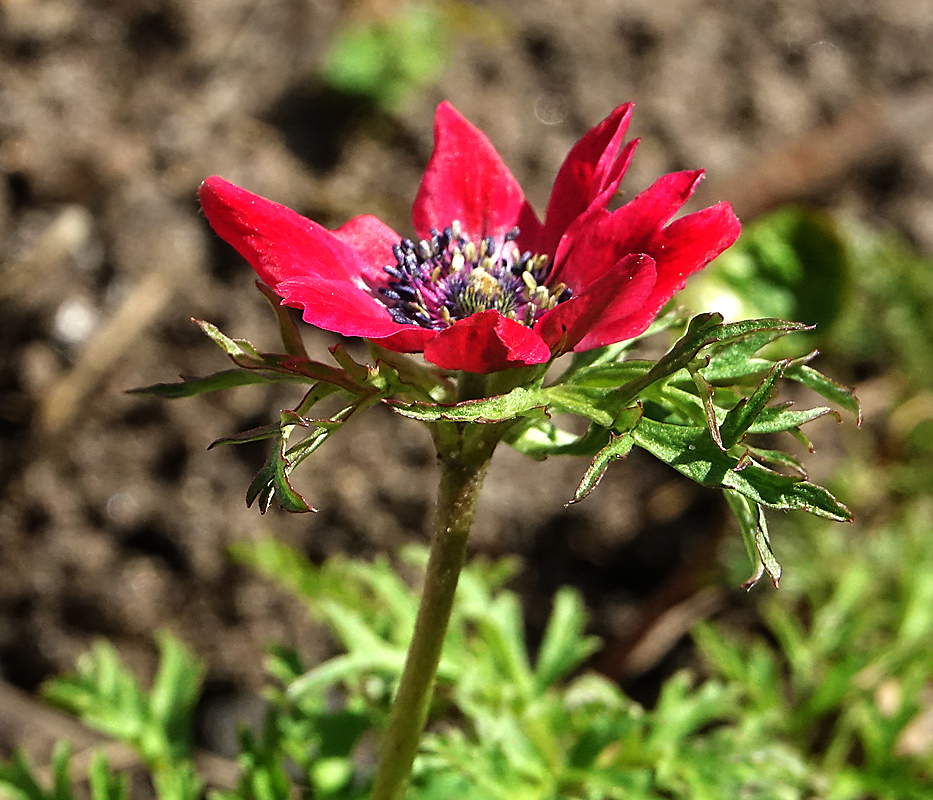 Изображение особи Anemone coronaria.