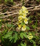 Corydalis bracteata