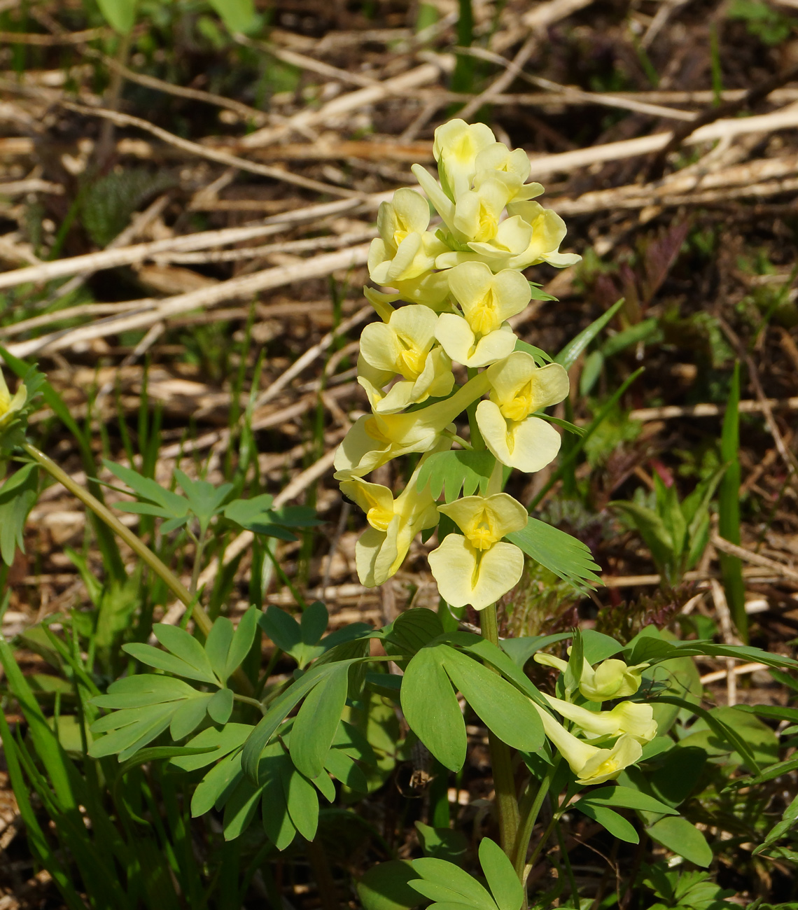 Image of Corydalis bracteata specimen.