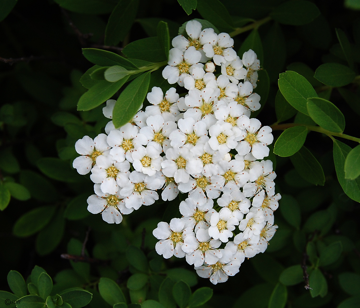 Изображение особи род Spiraea.