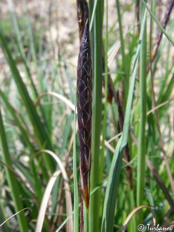 Изображение особи Carex melanostachya.