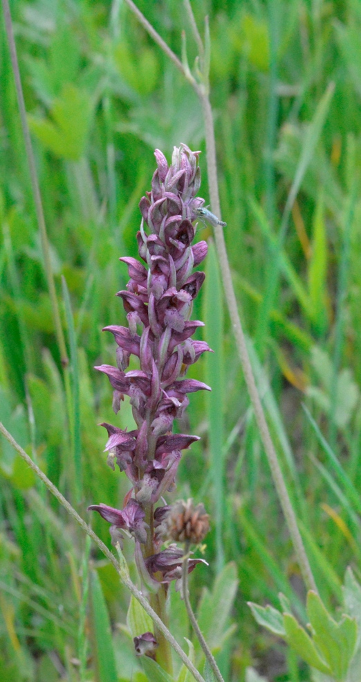 Image of Anacamptis coriophora specimen.