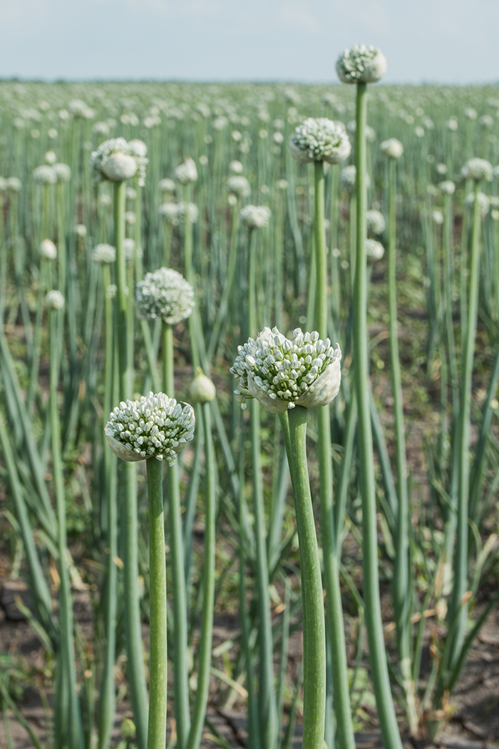 Image of Allium cepa specimen.