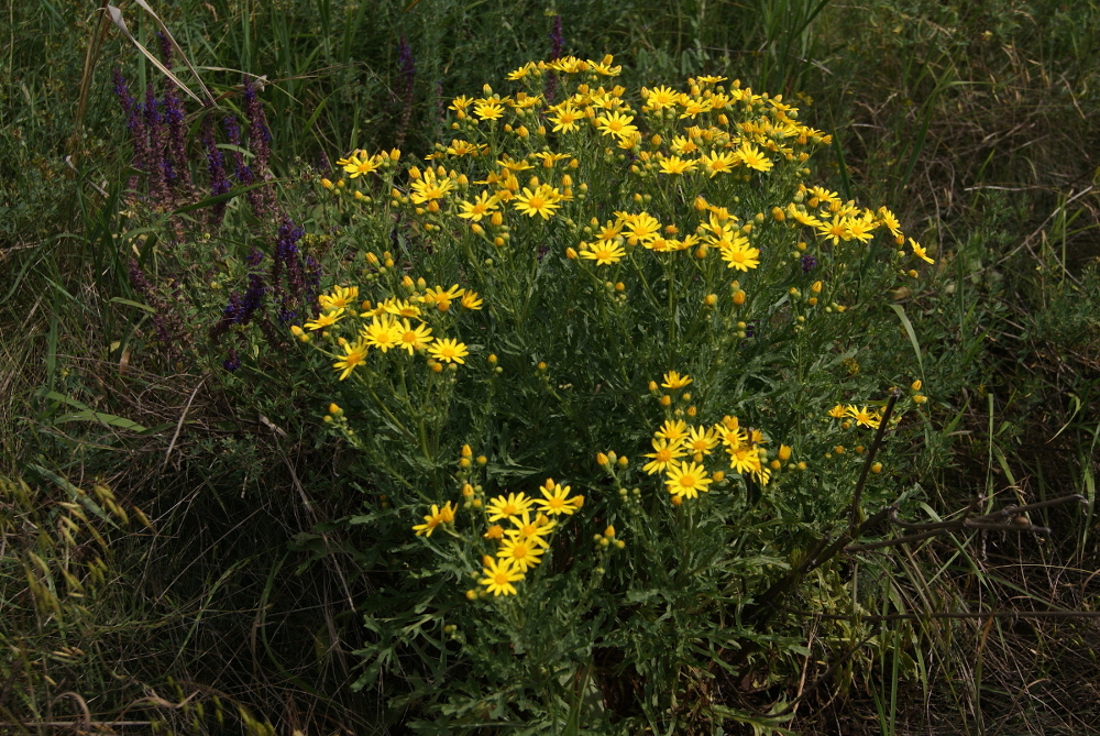 Image of Senecio jacobaea specimen.