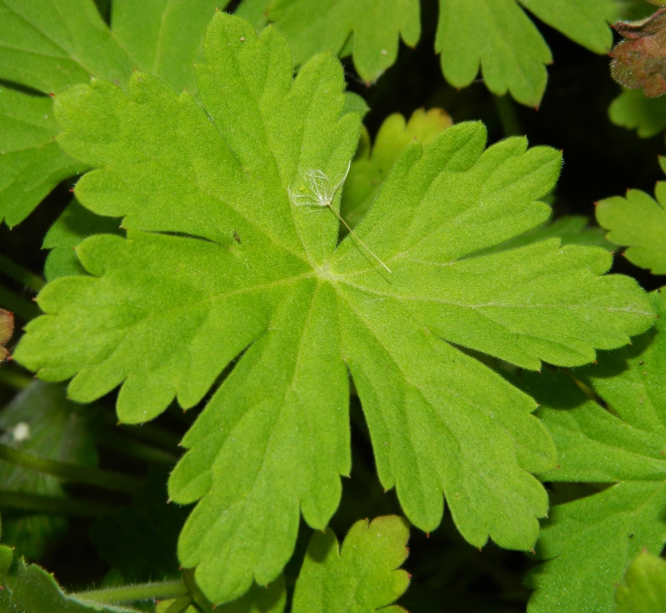 Изображение особи Geranium macrorrhizum.