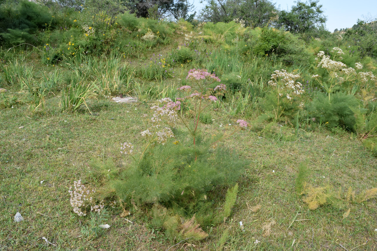Image of Prangos pabularia specimen.