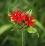 Lychnis chalcedonica. Верхушка цветущего растения. Пермский край, г. Пермь, Кировский р-н, травянистый газон у административного здания. 09.07.2017.