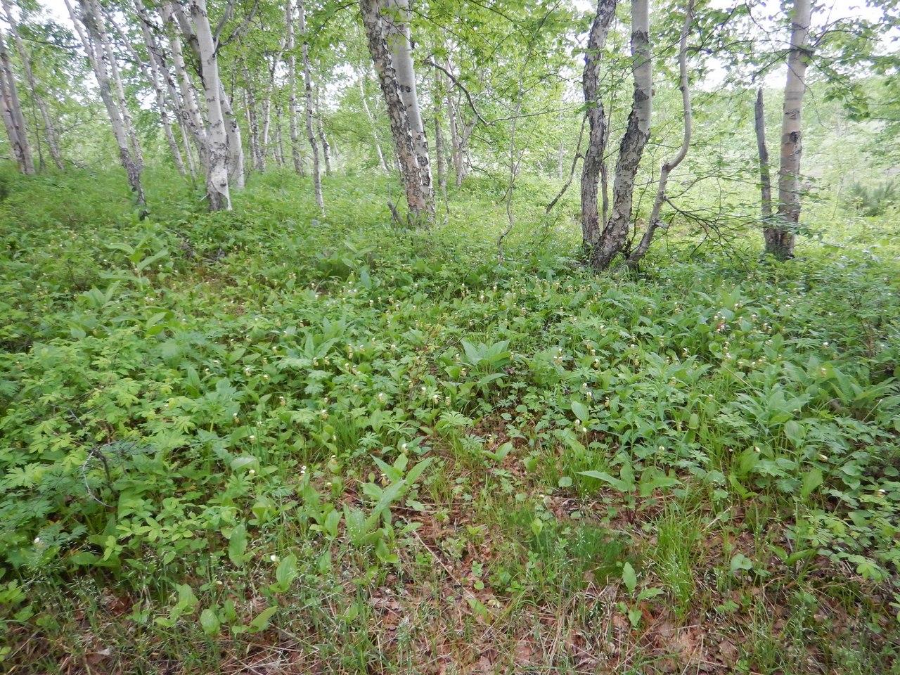 Image of Cypripedium yatabeanum specimen.