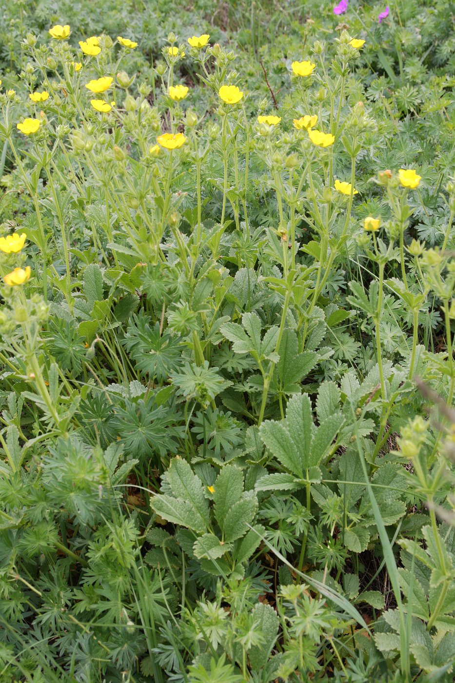 Изображение особи Potentilla umbrosa.