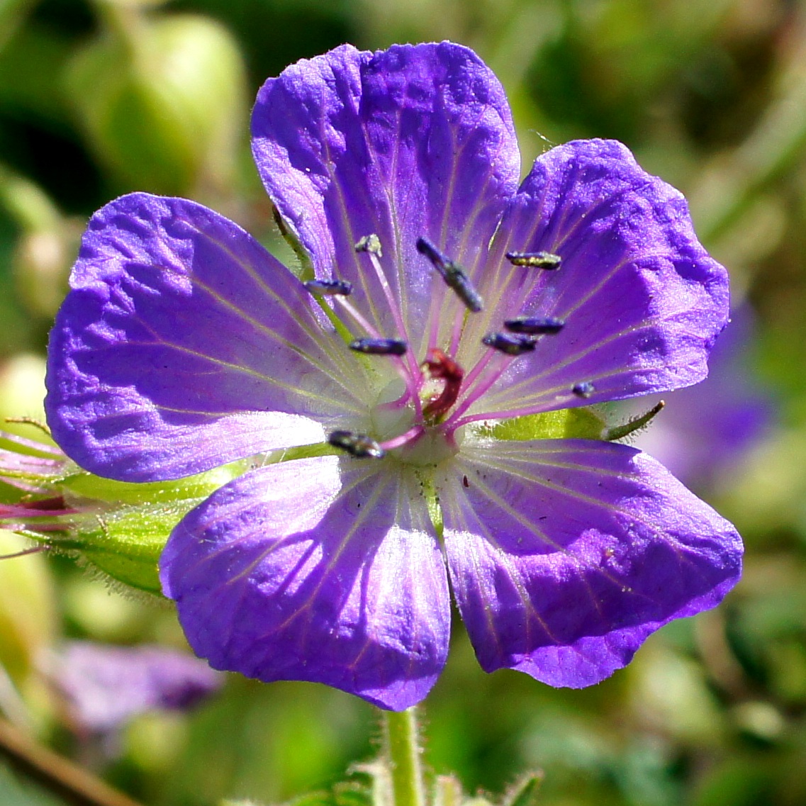 Image of Geranium pratense specimen.