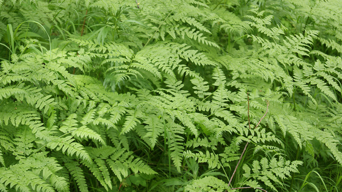Image of Pteridium japonicum specimen.
