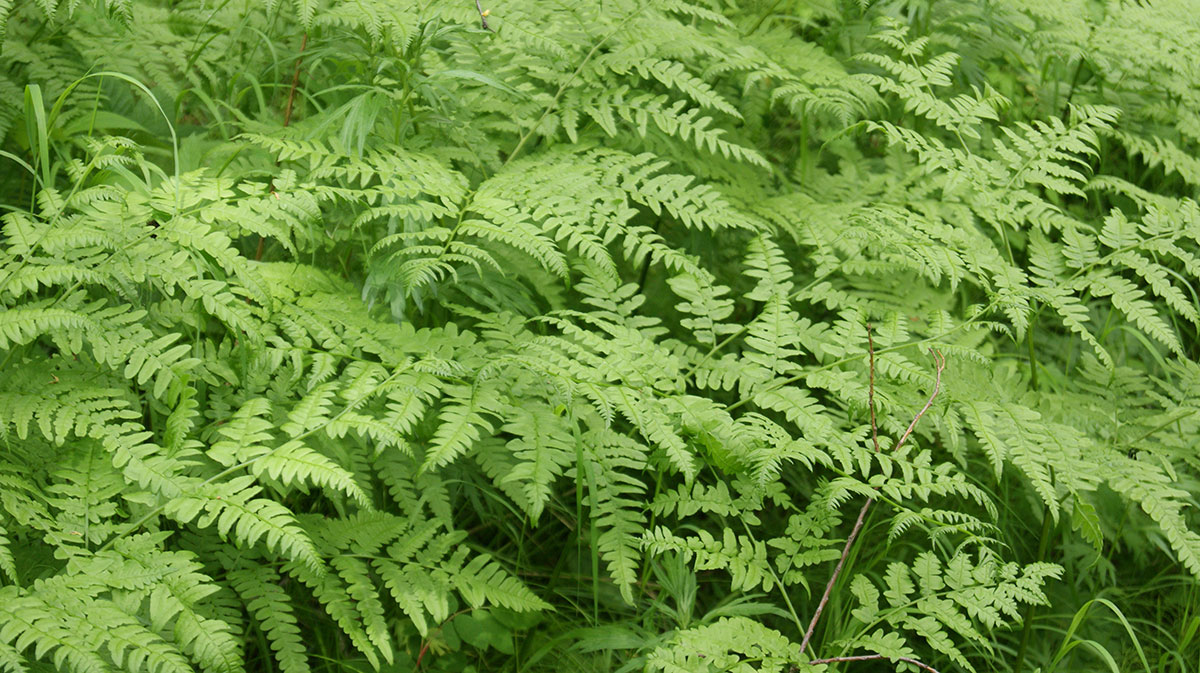 Image of Pteridium latiusculum specimen.