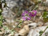 Malva unguiculata