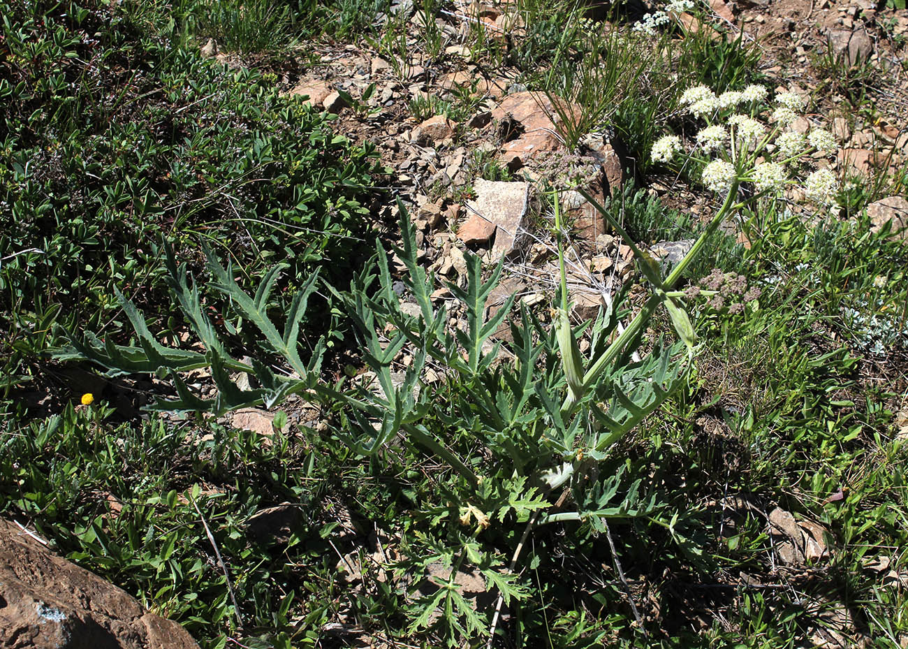 Image of Heracleum freynianum specimen.