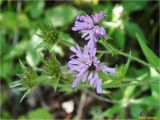 Knautia dipsacifolia