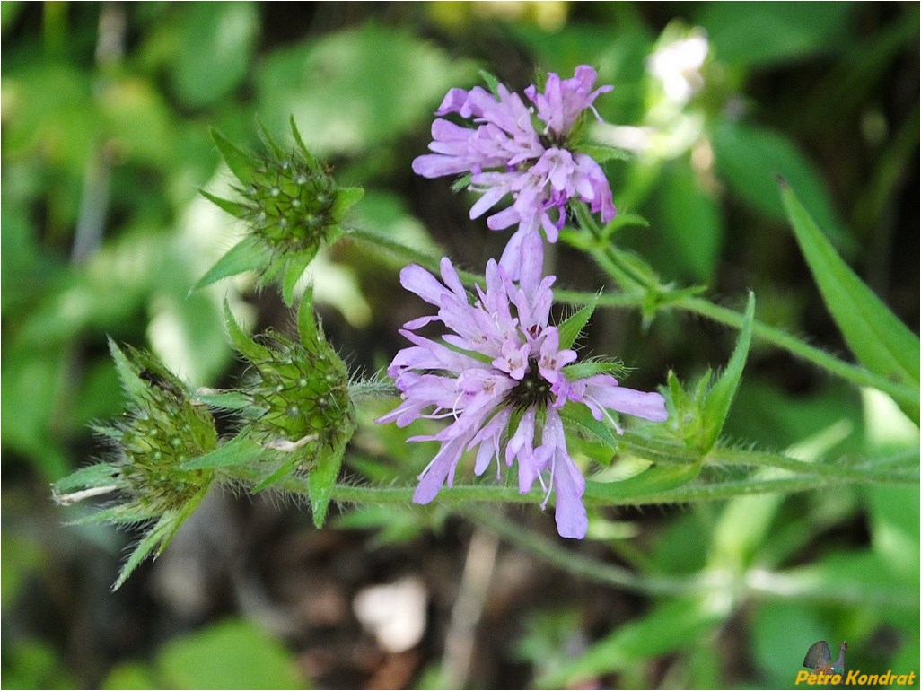 Image of Knautia dipsacifolia specimen.