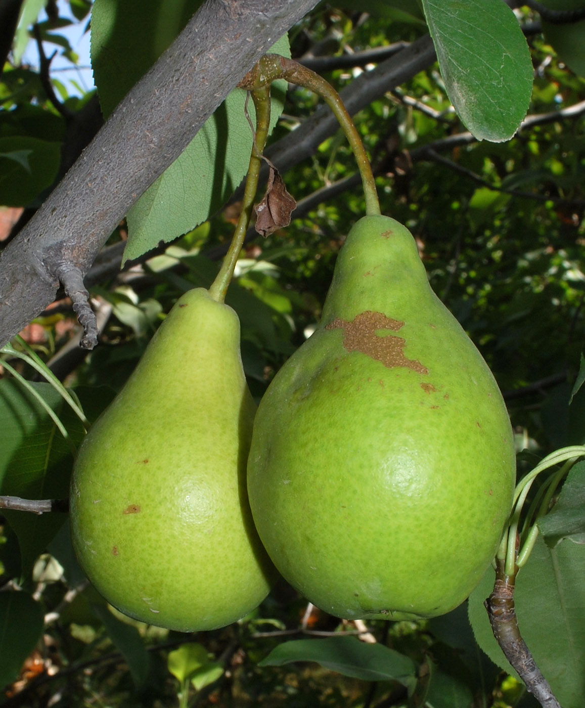 Image of Pyrus communis specimen.