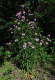 Hesperis sibirica. Цветущее растение. Красноярский край, Ермаковский р-н, долина Алеева ключа, береговой вал. 03.06.2017.