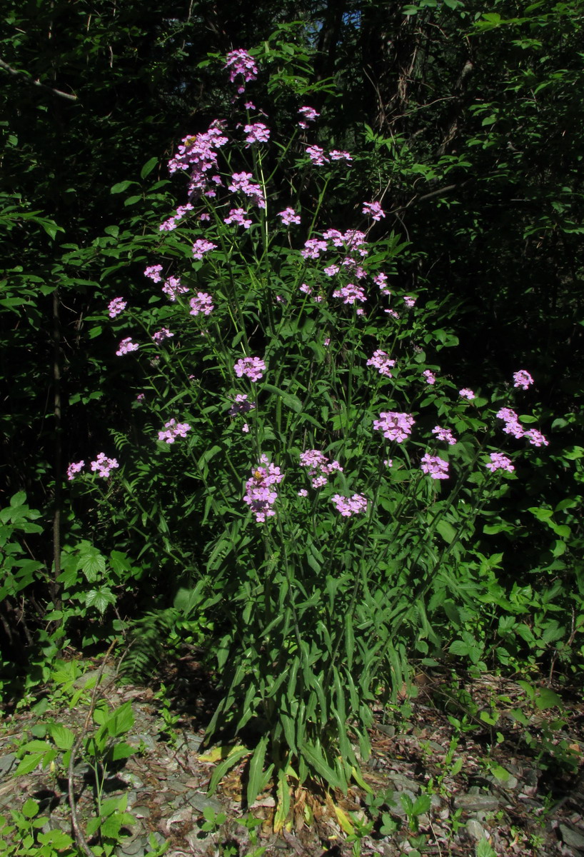 Image of Hesperis sibirica specimen.