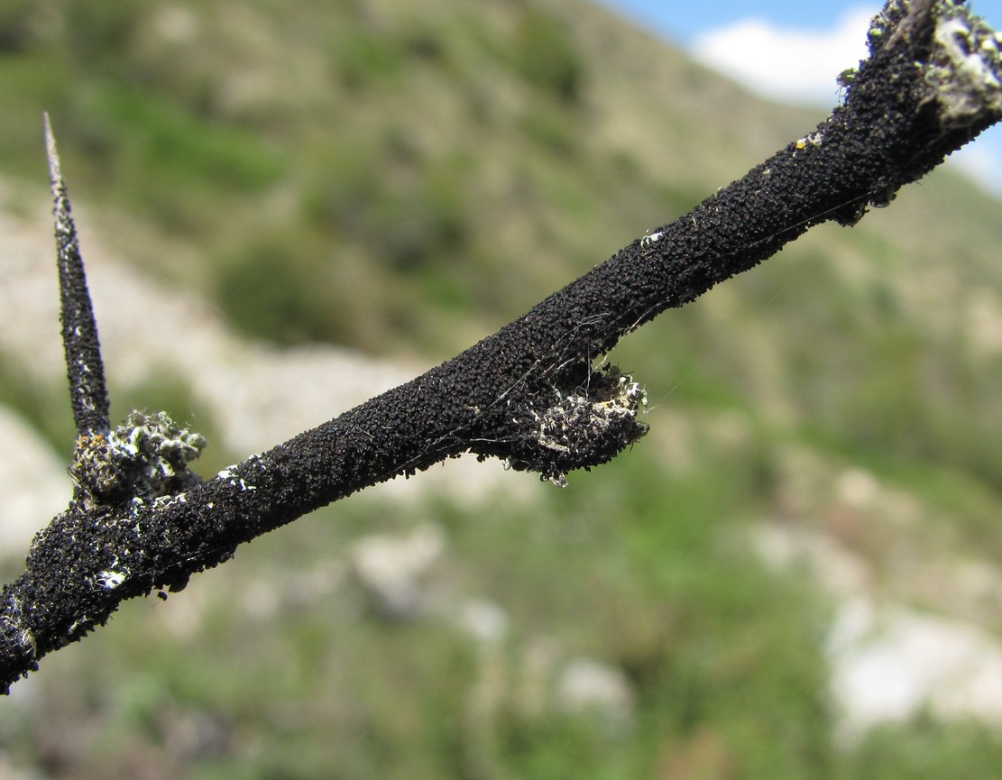 Image of Berberis vulgaris specimen.