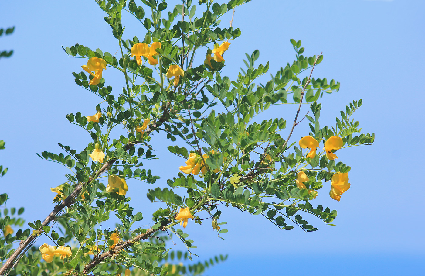 Image of Colutea cilicica specimen.