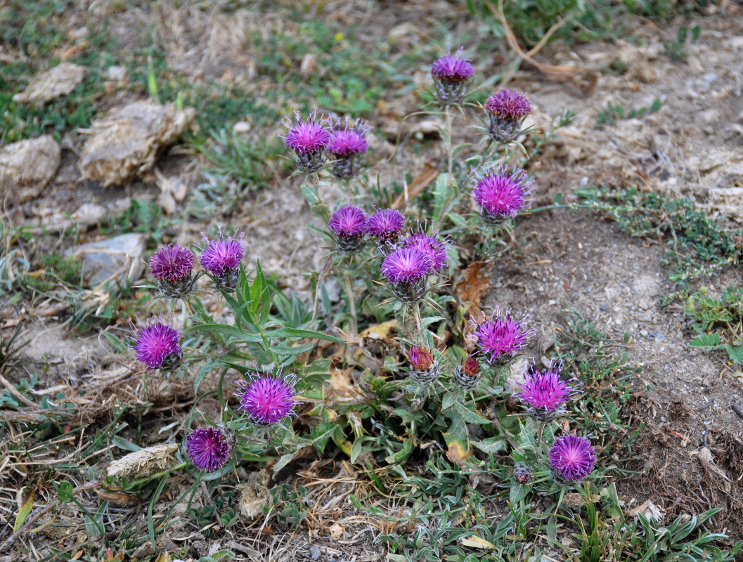 Изображение особи Cousinia microcarpa.