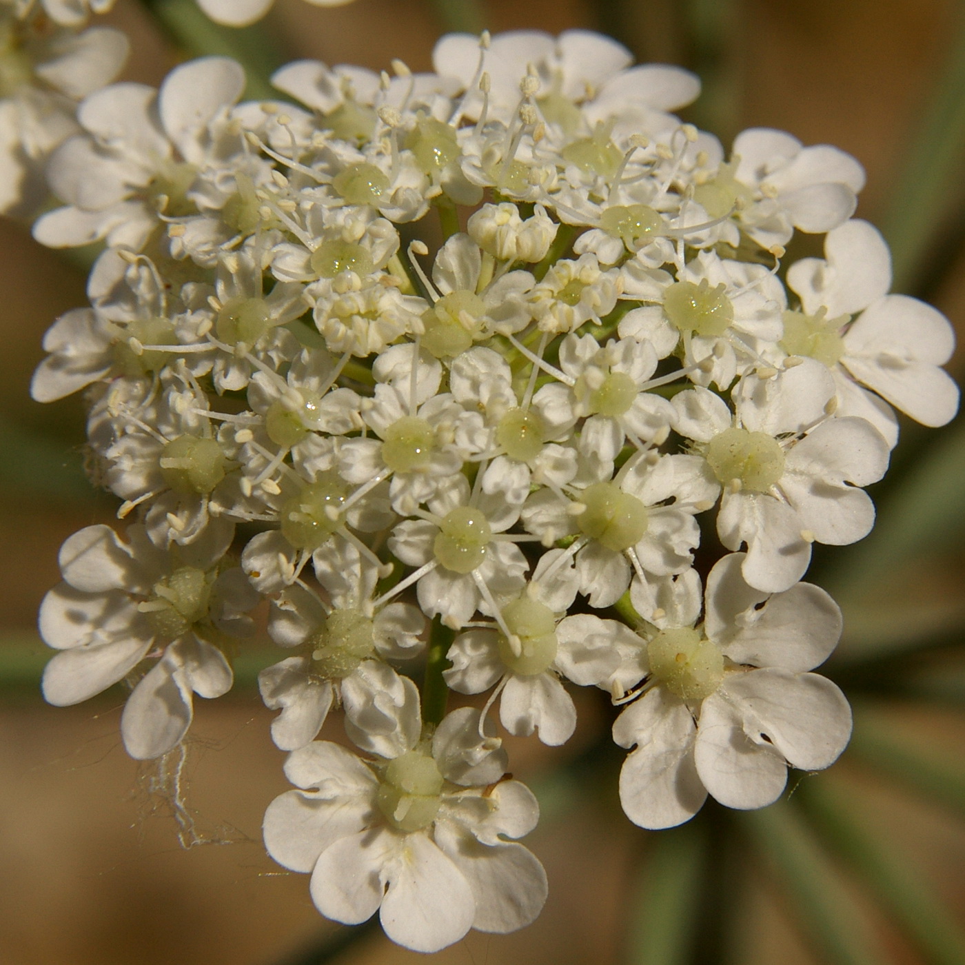 Изображение особи Astrodaucus littoralis.