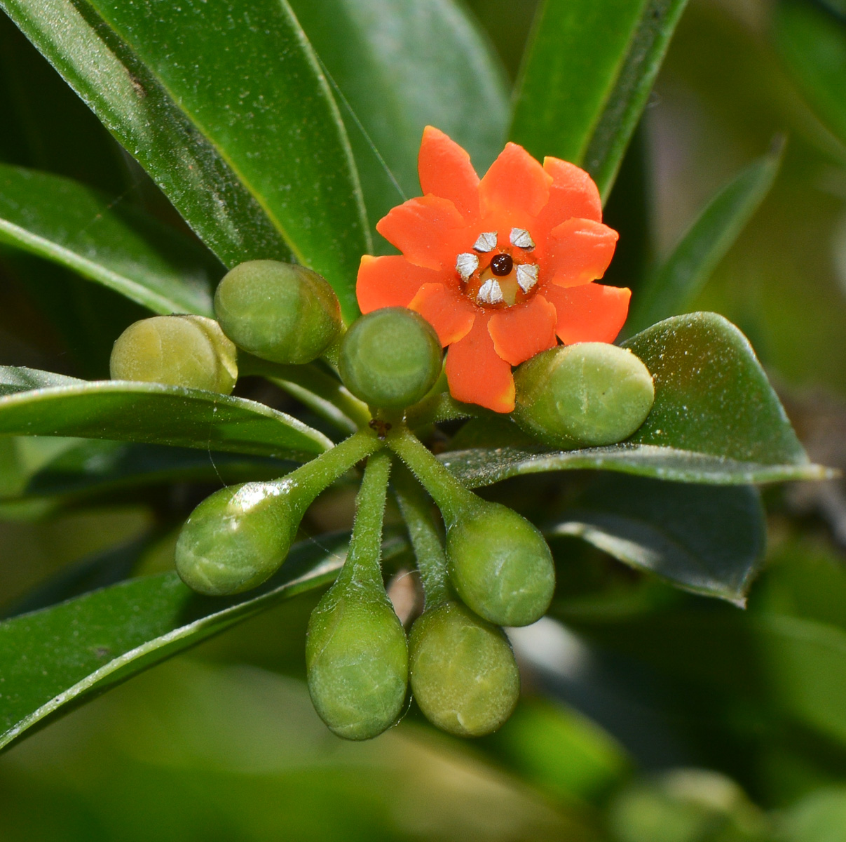 Изображение особи Bonellia macrocarpa.