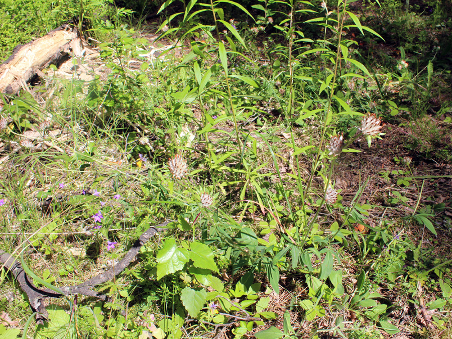 Image of Anthyllis vulneraria var. schiwereckii specimen.