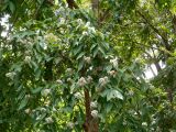 Lagerstroemia floribunda. Ветви с соцветиями. Австралия, г. Брисбен, ботанический сад. 03.12.2017.