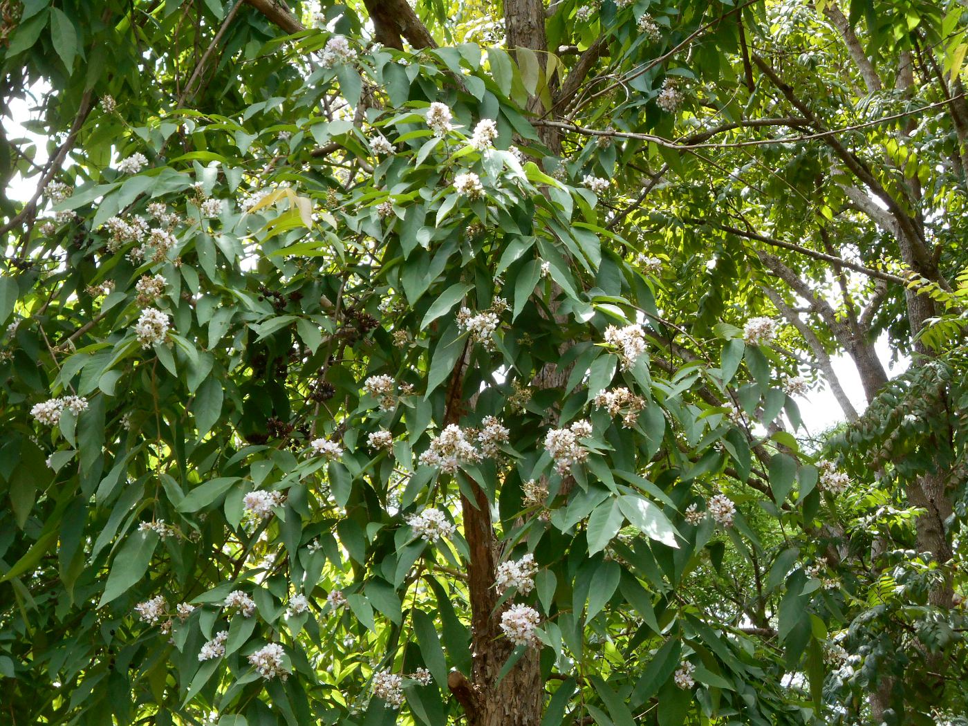 Изображение особи Lagerstroemia floribunda.