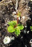 Primula cuneifolia