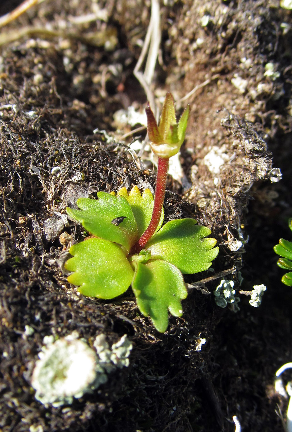 Изображение особи Primula cuneifolia.