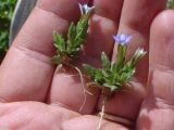 View full-size image Gentiana aquatica