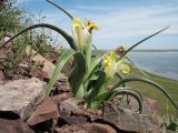 Juno orchioides