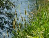 Phleum pratense. Верхушки цветущих растений. Восточный Казахстан, г. Усть-Каменогорск, берег р. Ульба, у воды. 24.07.2017.