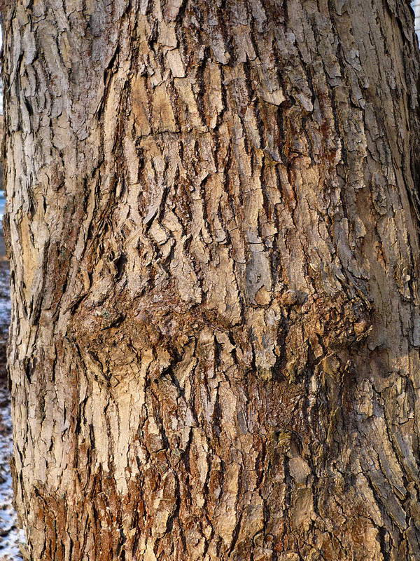 Image of Acer negundo specimen.