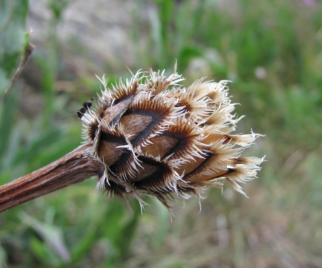 Image of Centaurea cheiranthifolia specimen.