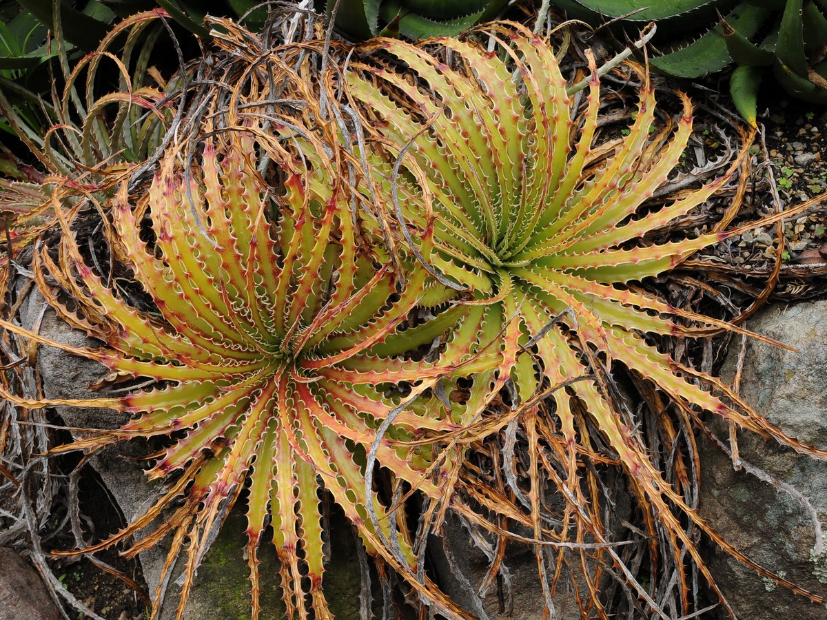 Изображение особи Hechtia texensis.