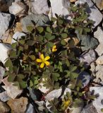 Oxalis corniculata