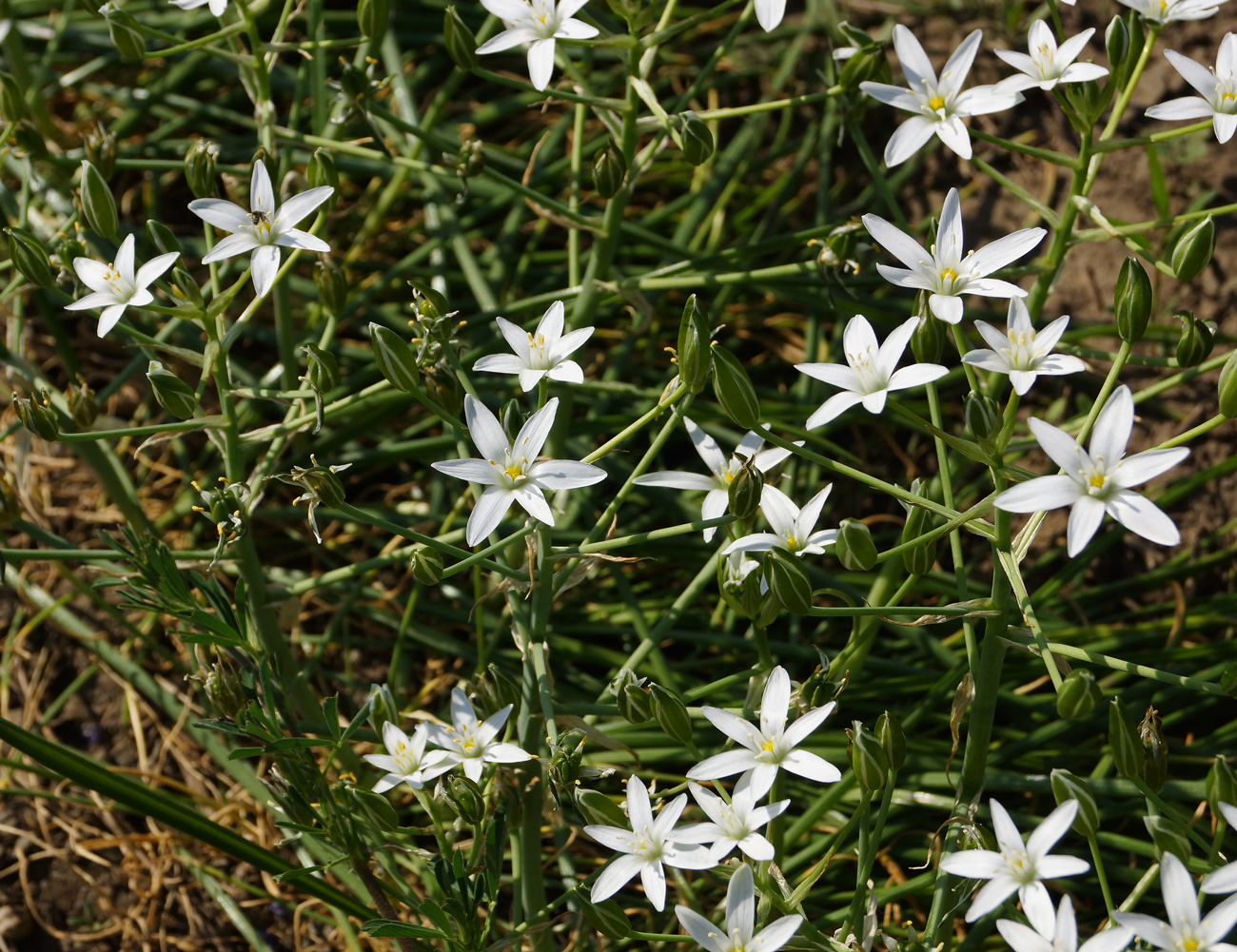 Image of Ornithogalum umbellatum specimen.