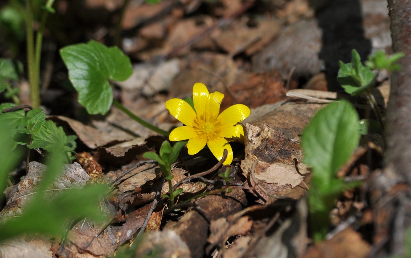 Image of Ficaria verna specimen.