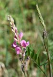 Onobrychis sibirica. Соцветие. Якутия, ГО г. Якутск, окр. с. Ст. Табага, луг в подножье сопки. 14.06.2016.