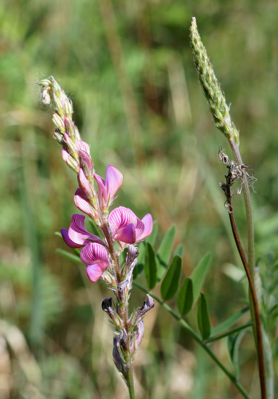 Image of Onobrychis sibirica specimen.