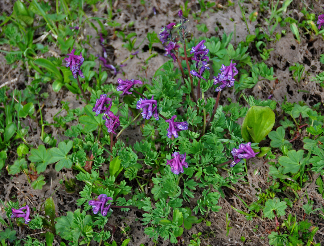 Изображение особи Corydalis conorhiza.