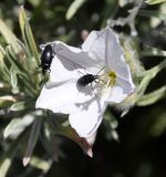 Convolvulus oleifolius