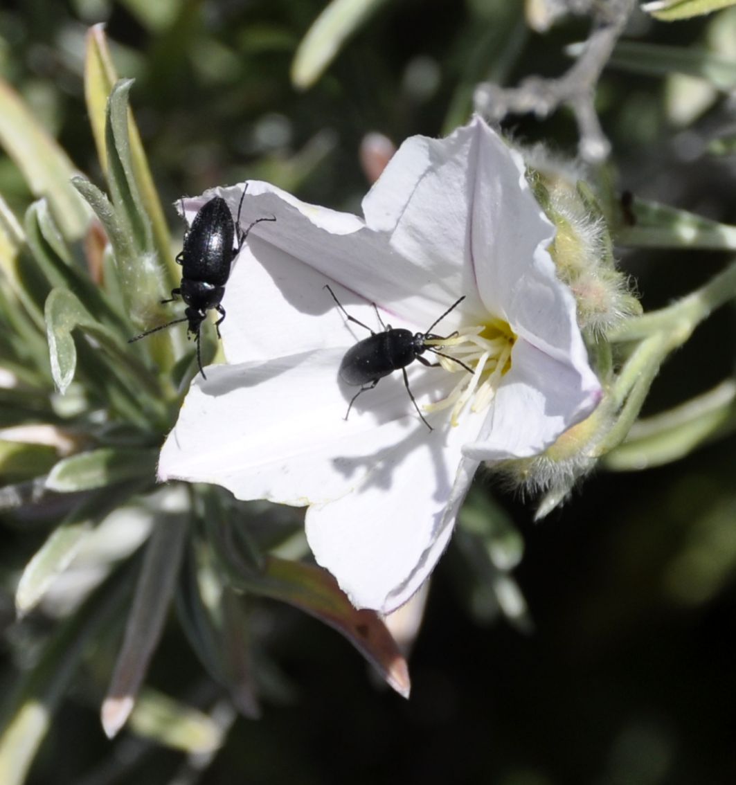 Image of Convolvulus oleifolius specimen.