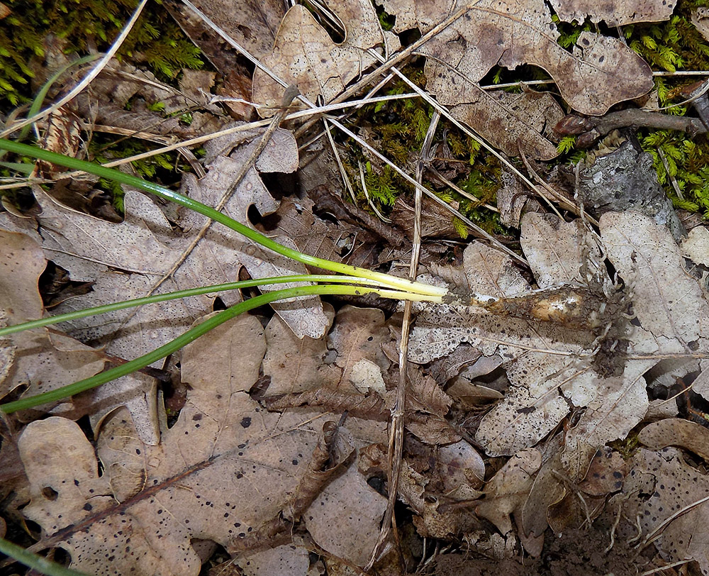 Image of Ornithogalum woronowii specimen.